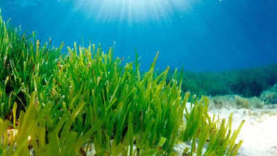 Mediterranean seagrass survives in dim seabed light by expanding its photosynthetic antenna and trapping energy faster, a discovery that may help improve future crops