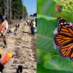 Florida is planting 15,000 milkweeds along highways to help monarch butterflies; the unused roadsides could become a 10,200-acre wildlife corridor