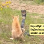 Ginger cat fights off a massive hooded King Cobra in attack mode till the snake surrenders and retreats into the forest