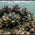 Florida returned half a million oyster shells to the Gulf of Mexico. The discarded shells became new reef habitat for marine life
