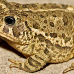 A rare Woodhouse’s toad has returned to Las Vegas’ Springs Preserve for the first time in nearly 65 years, where cameras caught a lone male calling for a mate