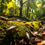 Why only a handful of cockroach species out of nearly 4,600 chose to live with humans