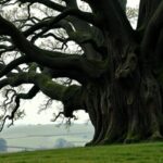 This oak tree survived a World War II bomber crash nearly 80 years ago. Now it is competing for Tree of the Year