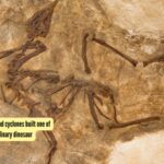 Dinosaur Graveyard: How ancient monsoons and cyclones built one of the world's most extraordinary dinosaur graveyards