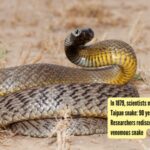 Inland Taipan: In 1879, scientists misidentified the Inland Taipan snake: 90 years later, Queensland Researchers rediscovered the world's most venomous snake