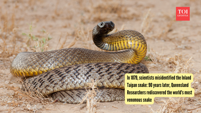 Inland Taipan: In 1879, scientists misidentified the Inland Taipan snake: 90 years later, Queensland Researchers rediscovered the world's most venomous snake