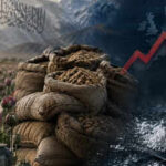 The Taliban's Trojan horse: What really happened after Afghanistan's opium ban