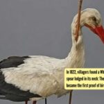 In 1822, villagers found a White Stork with a spear lodged in its neck: The wounded bird became the first proof of bird migration