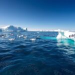 In 2015, a British swimmer entered Antarctica's freezing sea wearing only swimming trunks. His campaign helped protect 1.55 million square kilometres