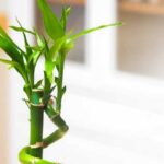 How to grow and care for lucky bamboo: An easy step-by-step guide for beginners