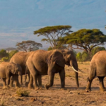 15 elephants suspected to have died after eating pesticide-sprayed tomatoes near Kenya's Amboseli National Park