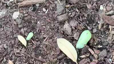 Chrysalis Discovery: Woman spots a strange green lump in her garden—What she discovers next leaves nature lovers amazed