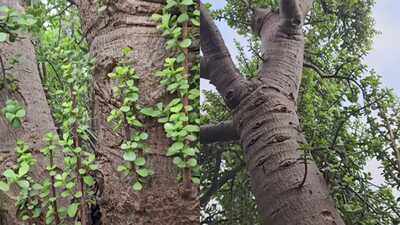 Is this a giant jade plant? A viral 100-year-old succulent from Australia has the internet divided