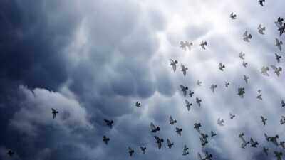 How Birds Predict Weather: How birds know when a storm is coming: 6 Fascinating ways nature gives them an early warning