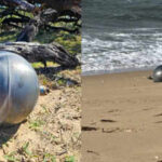 Mysterious 'space balls' twice the size of basketballs wash ashore on Australian beach, scientists say the discovery is more common than many people think