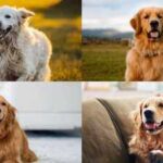 7 cool nicknames for your pet Golden Retriever
