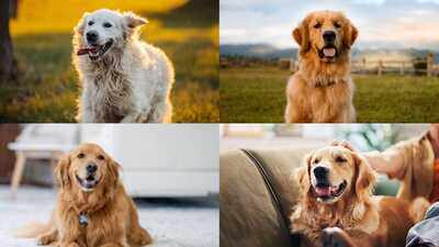 7 cool nicknames for your pet Golden Retriever