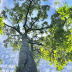 Towering trees more than 200 feet tall may not be as vulnerable to drought as scientists thought, new study reveals how Southeast Asia’s dipterocarps efficiently move water