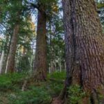 Ancient Forests: Why tall and short trees can thrive side by side in ancient forests, according to science
