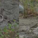 Greater Painted-Snipe: Rare bird spotted with chicks in Corbett Tiger Reserve; Conservationists hail it as a positive sign