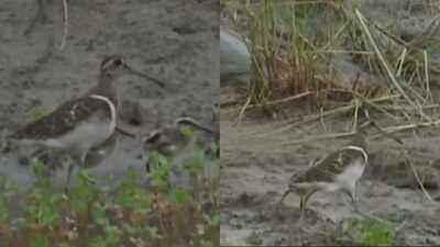 Greater Painted-Snipe: Rare bird spotted with chicks in Corbett Tiger Reserve; Conservationists hail it as a positive sign