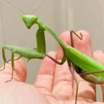 Two giant Asian praying mantis species are spreading across Europe, helped by climate change and urbanisation, and scientists warn they are threatening pollinators, frogs and lizards