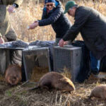 Britain bought 1,525 acres of nearly lifeless farmland for £13.8 million; four years later, beavers are helping it make money