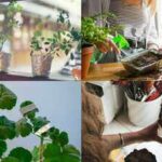 Don't throw away used aluminium foil: 7 Smart ways it can benefit indoor and garden plants