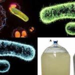 Uranium-Eating Bacteria: Scientists discover uranium-eating bacteria that could help clean up radioactive mine water