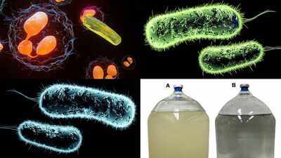 Uranium-Eating Bacteria: Scientists discover uranium-eating bacteria that could help clean up radioactive mine water