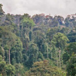 Scientists cut climbing vines from a damaged Borneo forest. Its canopy then grew three times faster, and the method may cost 10 times less than tree planting