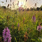 Britain left a five-acre farm without crops or new seeds; 15 years later, nature had turned it into a wildflower-rich meadow