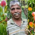 The inspiring story of the Udupi gardener growing Japan's prized Miyazaki mango