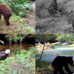 Scientists played human voices near Alaska salmon streams and found that bears and eagles fled, disrupting how salmon nutrients move into forests