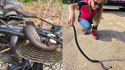 Cyclist bitten after snake gets tangled in bike chain; Deadly eastern brown leaves woman with lucky escape