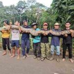 Meet 'Ibu Baron': Giant python in Indonesia confirmed as the longest wild snake ever officially measured