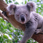 DNA from 457 koalas suggests the species nearly went extinct 100,000 years ago, before humans reached Australia