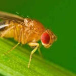 Scientists studied how animals survive winter and found fruit flies rebuild their biological clock into a separate seasonal mode