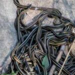 Think snakes can't reach high-rises? Here are 6 snake myths you need to stop believing