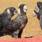 Scientists tracked endangered Australian cockatoos for three breeding seasons and found pesticides in 80% of seed samples, some hundreds of times above regulatory limits