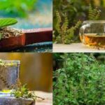 5 Health benefits of Tulsi leaves: Why this everyday kitchen herb deserves a spot in your diet