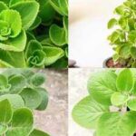 How to grow fresh Omam leaves at home; plus 5 health benefits you should know