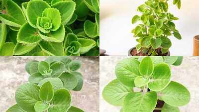 How to grow fresh Omam leaves at home; plus 5 health benefits you should know