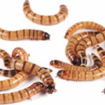 Scientists tested pet-store 'superworms' on animal specimens and found the beetle larvae can clean skeletons for museums without harsh chemicals or bone damage