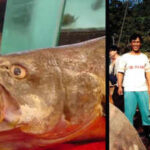 The Chinese bahaba, a critically endangered fish nicknamed the 'Panda of the Sea,' was missing from Hong Kong for over a decade, until its DNA gave it away