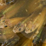 A stormwater pond in Calgary appears filled with Prussian carp; the invasive fish can produce all-female clone-like offspring and spread through drainage routes