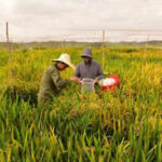 China’s new hybrid rice can preserve its high-yield traits across generations, potentially allowing farmers to replant seeds instead of buying new ones every year