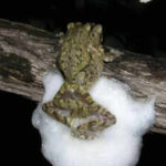 Female African treefrogs mate with several males simultaneously; together they whip up a larger foam nest that protects hundreds of eggs from drying out