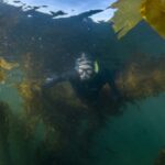 Researchers mapped 5,600km of Canada’s coast using 170 years of records; kelp persistence reached 88% in cold waters but fell to 52% in warmer sheltered areas
