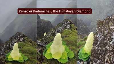 Taller than humans, blooming once in a lifetime: Meet the rare Himalayan ‘Diamond’ flower that defies nature